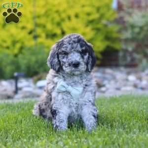 Ranger, Newfypoo Puppy